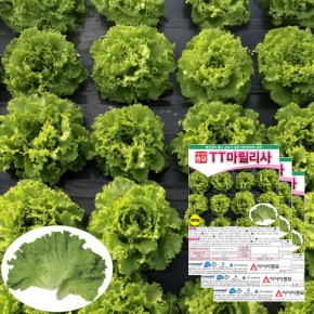 아시아종묘 상추종자씨앗 마릴리사 (300립x3)