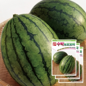 아시아종묘 수박씨앗종자 뉴꼬꼬마수박(10립x3)