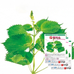 아시아종묘 쌈종자 청자소(3gx3)
