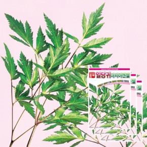 아시아종묘 당귀씨앗종자 일당귀(3gx3)