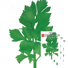 아시아종묘 샐러드종자씨앗 셀러리 톨유다52-70(1gx3)-가정원예용