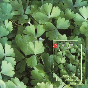 아시아종묘 방풍씨앗종자 방풍(2gx3)