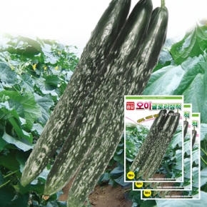 아시아종묘 오이씨앗종자 글로리삼척(50립x3)