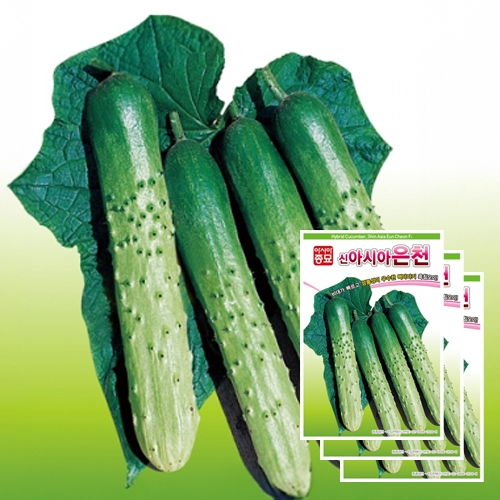 아시아종묘 오이씨앗종자 신아시아은천백다다기 오이(50립x3)