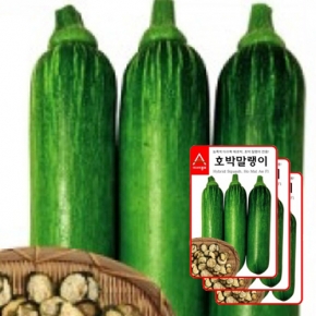 아시아종묘 호박씨앗종자 호박말랭이(20립x3)