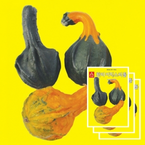 아시아종묘 관상용호박씨앗종자 환타지믹스리틀 호박(10립x3)