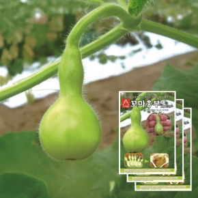 아시아종묘 관상용호박씨앗종자 꼬마흥부 미니식용 조롱박(10립x3)