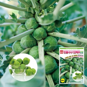 아시아종묘 방울양배추씨앗 방울다다기양배추 킹쌈(500립,500립x3)