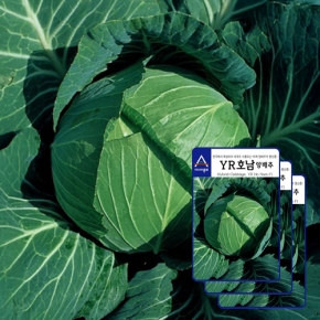 아시아종묘 양배추씨앗종자 YR호남 양배추(500립x3)