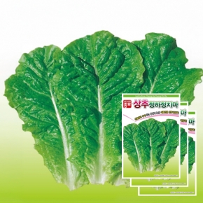 아시아종묘 상추종자씨앗 청하청치마(3,000립x3)