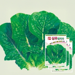 아시아종묘 상추종자씨앗 청치마(3000립x3)