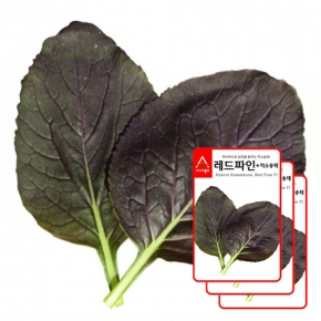 아시아종묘 다채씨앗종자 레드파인(3gx3) 적소송채