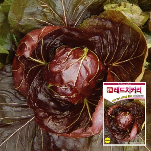 아시아종묘 치커리종자씨앗 레드치커리-적쌈이(1500립,1500립x3)