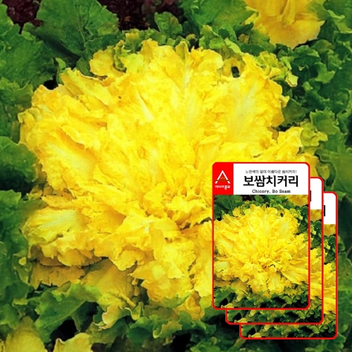 아시아종묘 치커리종자씨앗 보쌈치커리(1500립x3) 에스카롤