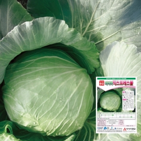 아시아종묘/양배추씨앗종자 익스프레스볼(500립,2500립)