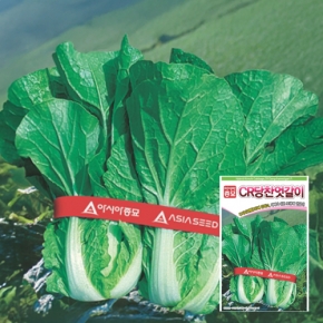 아시아종묘 배추씨앗 CR당찬엇갈이 (500g)