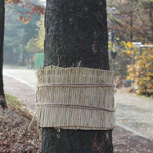 아시아종묘 농자재 잠복소 (30cm x 20m), 겨울철 해충잡이, 나무월동, 수목월동, 볏짚 A01