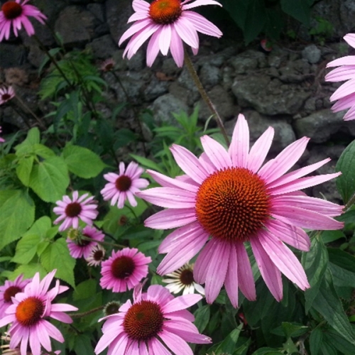 아시아종묘 꽃씨앗 자주루드베키아(Echinacea purpurea(L.) 에키네시아 100g