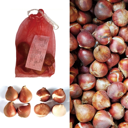 아시아종묘 튤립구근 2025년 네덜란드 수입산 특선 튤립 퓨리시미아(5개입)