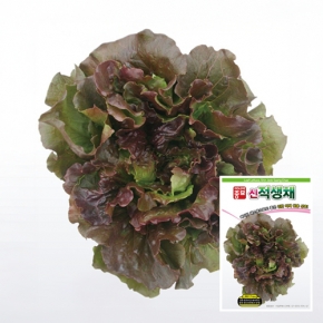 아시아종묘 상추씨앗종자 신적생채 LMV free(300립)