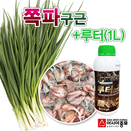 국내산 예천 2022년 쪽파 구근(500g)+루터(1L) 세트