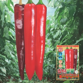 아시아종묘 고추씨앗종자 칼탄열풍 (1200립)