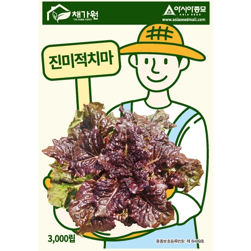 아시아종묘 상추종자씨앗 진미적치마(3000립)