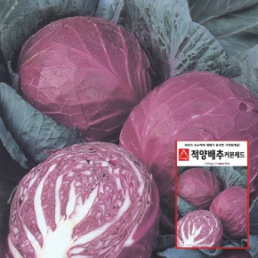 양배추씨앗종자 적양배추 커몬레드(300립)