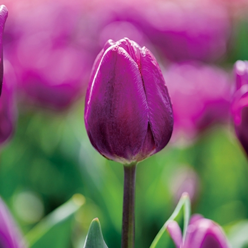 아시아종묘 튤립구근 2025년 네덜란드 수입산 특선 튤립 네그리타(5개입)