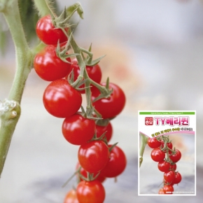 아시아종묘 토마토씨앗 종자 TY베리퀸 미니토마토 50립