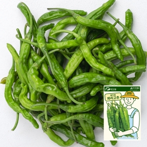 아시아종묘 고추씨앗 종자 채가원 꽈리고추 50립