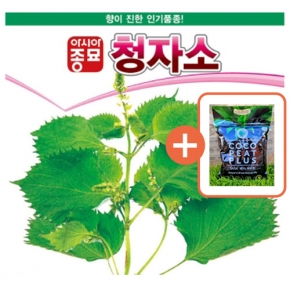 아시아종묘 씨앗 쌈 청자소 3g + 코코피트 플러스 5L