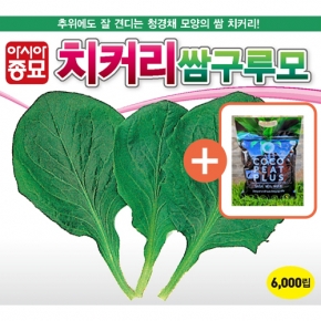 아시아종묘 씨앗 치커리 쌈구루모 6000립 + 코코피트 플러스 5L