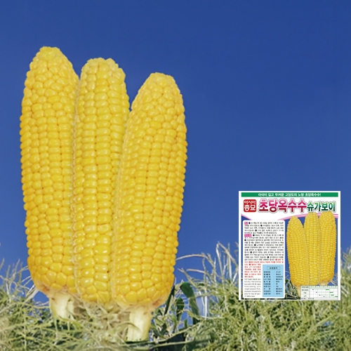 아시아종묘 초당옥수수 슈가보이 100립