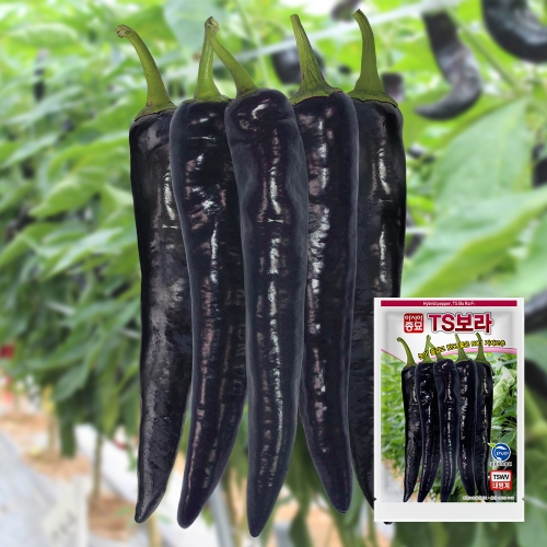 아시아종묘 고추씨앗종자 TS보라 100립