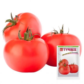 아시아종묘 토마토씨앗종자 TY빅핑크 1000립