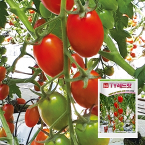 아시아종묘 토마토씨앗종자 TY레드핫 1000립