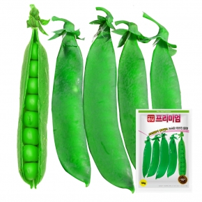 아시아종묘 콩씨앗종자 프리미엄 완두 (50g) 완두콩