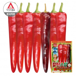 아시아종묘 고추 씨앗 종자 칼탄스탑 1200립