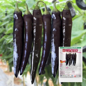 아시아종묘 고추 씨앗 종자 매달보라 10립