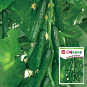 아시아종묘 오이 씨앗 종자 주렁주렁 10립