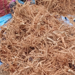 신구 두릅 종근 1kg 10cm (약 100주) a03