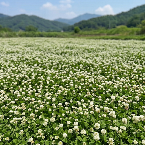 야생화 화이트크로바(코팅) 1kg C27