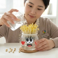 전통갓 콩나물 키우기 체험 키트