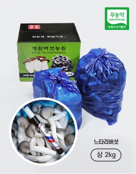 [계원버섯농원] 느타리버섯 (상2kg)