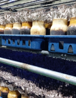 [에듀웰팜] 느타리버섯