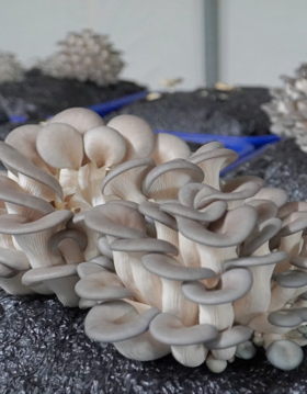 [계원버섯농원] 느타리버섯(1kg)
