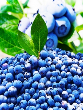 [덕실대봉농원] 시골아재 블루베리 1kg- 13mm