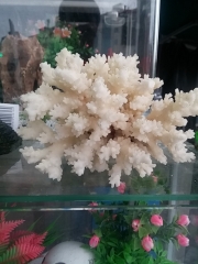 산호(소) 주먹크기내외
