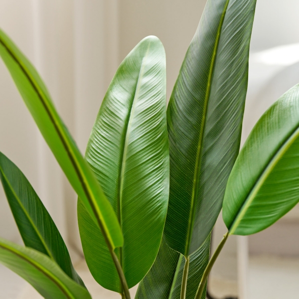 조화나무 시리즈